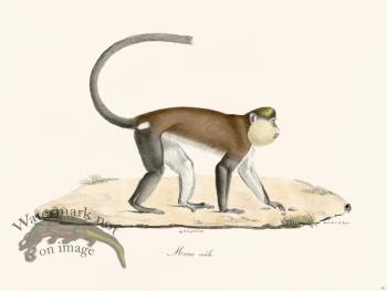 Cuvier 341 Male Mone